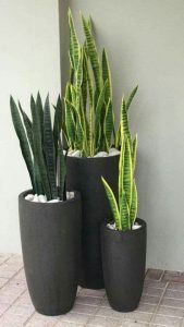 Sansevieria pianta in vasi su un luminoso pavimento di mattoni.