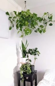 Pianta sospesa con fogliame verde e rigoglioso in un vaso sopra un comodino. Perfetta per aggiungere un tocco di natura a un appartamento di studenti. 